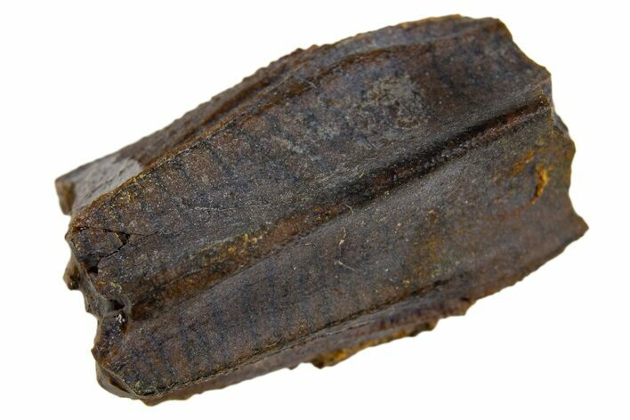 Fossil Hadrosaur (Edmontosaurus) Tooth - Wyoming #330924